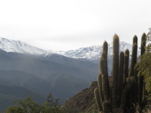 Cacti in front of the Andes