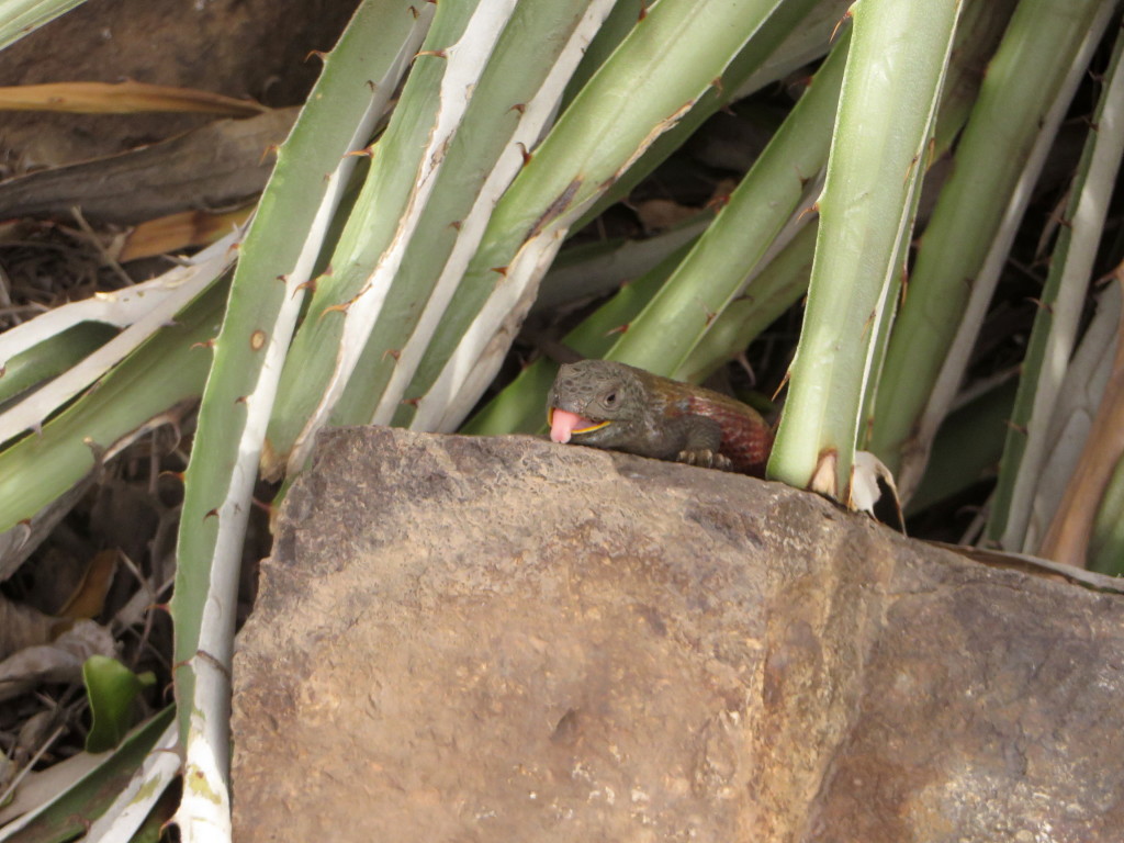 Tiny lizard in the aloe