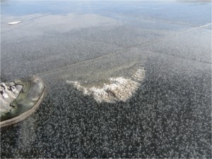 A small snow crescent on a frozen lake