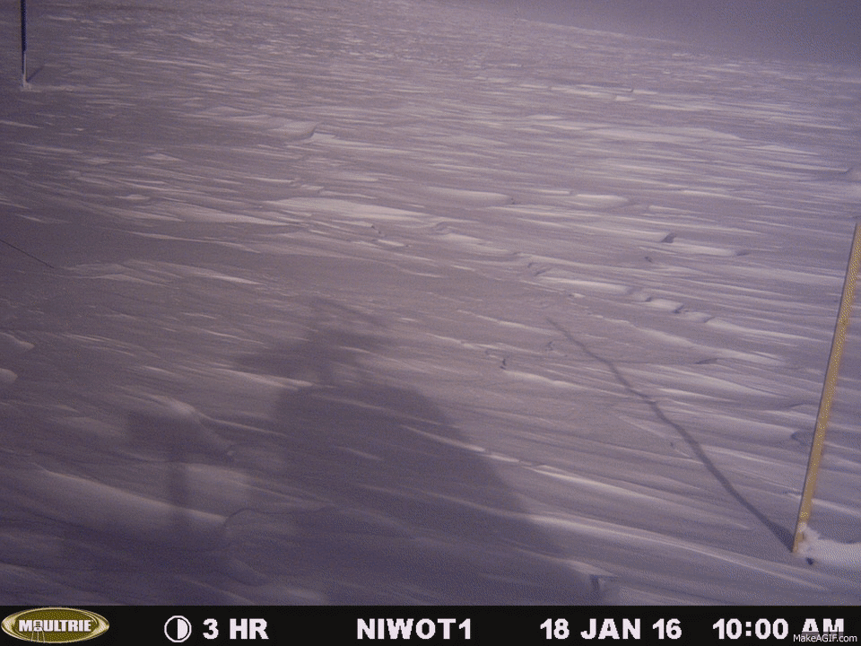 Shifting_snow_on_Niwot_Ridge_Colorado